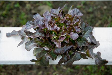 Red oak in hydroponic farmの写真素材