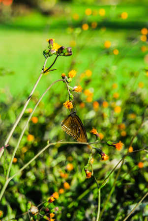 A Butterflyの写真素材