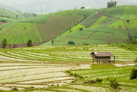 Rice terrace in Baan-Pa-Bong-Piang, Chiangmai,Thailandの写真素材