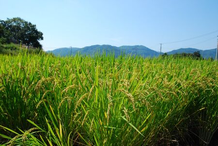 Japanese rice fieldの写真素材
