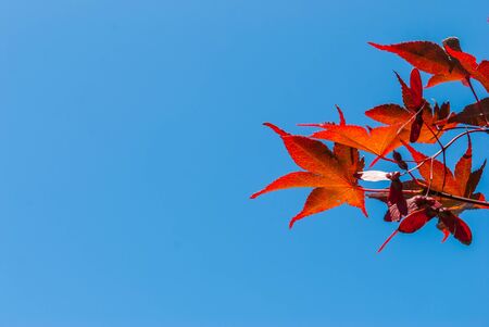 Autumn leaves with blue sky backgroundの写真素材