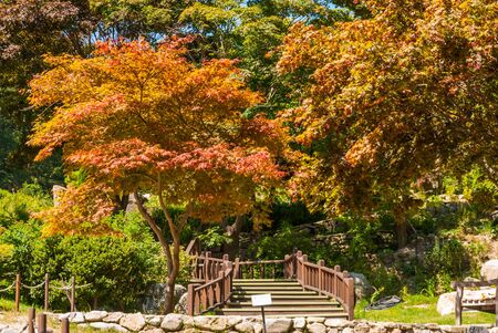 Autumn, fall landscape with a tree full of colorful, falling leaves, sunny blue sky.の写真素材