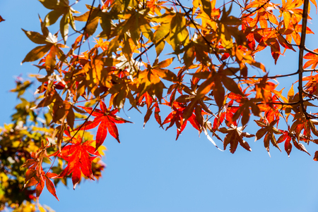 Autumn leaves with blue sky backgroundの写真素材