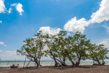 Trees with sea view background at Satun, Thailandの写真素材