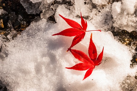 Red autumn leaves on snow at Shirakawa-go village, Japanの写真素材