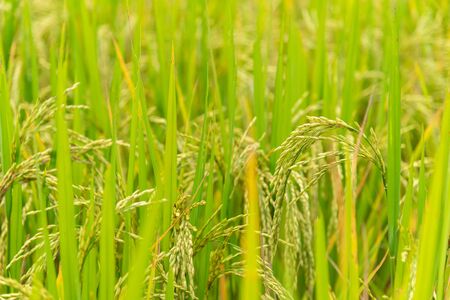 ripe rice in rice fieldの写真素材