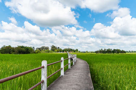 romantic pathway through rice field  in Ubonrachathani province, Thailandの写真素材