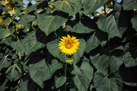 isolated sunflower with big green leaves background.の写真素材