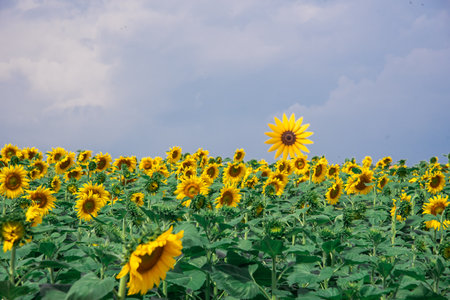 Sunflower field in winter, Lopburi, Thailandの写真素材