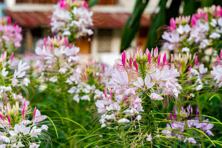 Residential flower garden in front yard.の写真素材