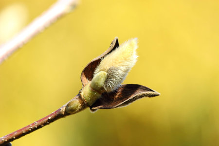 magnoliaの写真素材