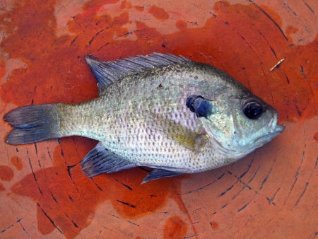 bluegill                            の写真素材