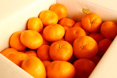 orangeの写真素材