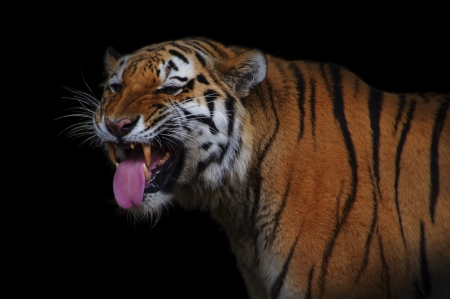 Tigerの写真素材