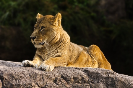 Lionの写真素材