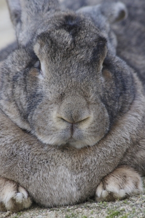Flemish Giantの写真素材
