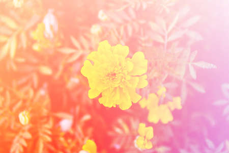Beautiful flowers made with color filtersの写真素材