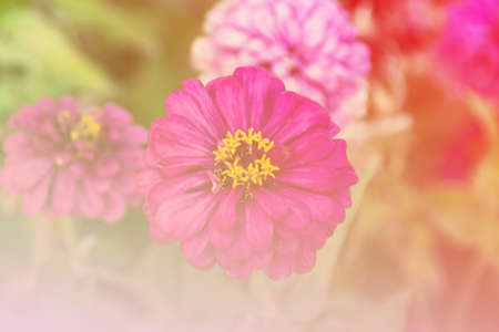 Beautiful flowers made with color filtersの写真素材