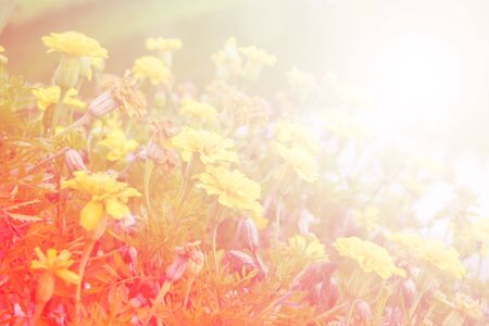 flower background. beautiful flowers made with color filters.の写真素材