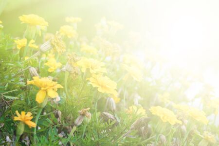 flower background. beautiful flowers made with color filters.の写真素材