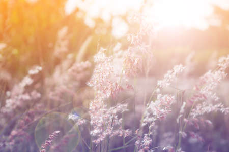 flower background. beautiful flowers made with color filters.の写真素材