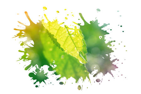 Beautiful leaf with soft focus color filtered backgroundの写真素材