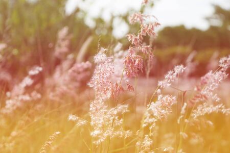 flower background. beautiful flowers made with color filters.の写真素材