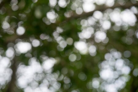 Bokeh from treeの写真素材