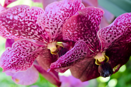 Orchid flowerの写真素材