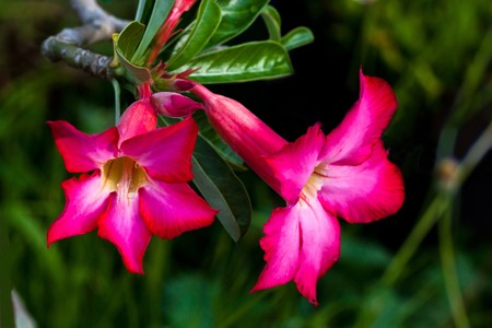 Desert Rose ( Bangkok Kalachuchi )の写真素材