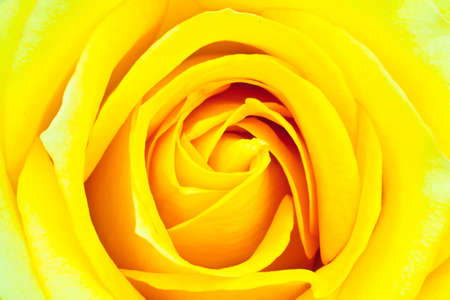 CLOSEUP OF YELLOW ROSEの写真素材