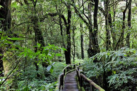 beautiful rain forest at doi inthanon national park, chiang mai, thailandの写真素材