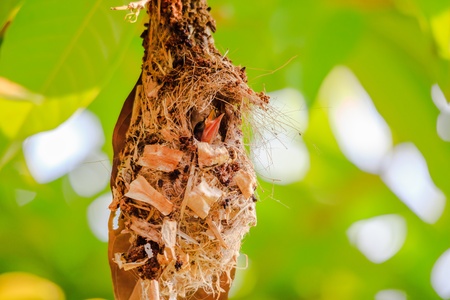 Hungry young birdsの写真素材