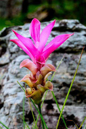 Siam tulip flower in thailandの写真素材