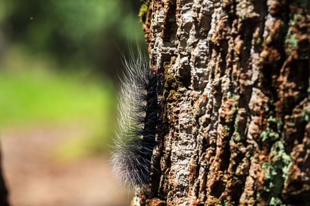 Black caterpillar on a treeの写真素材
