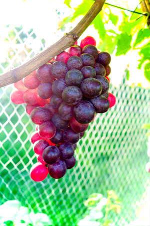 Fresh red grapes hanging on a vineの写真素材