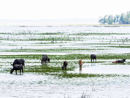 Swamp Buffaloes and Birds in Thale Noi, Phatthalung Province, Thailandの写真素材