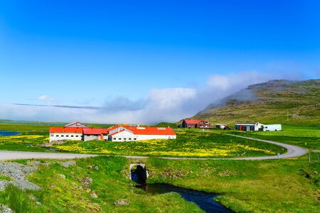 View of yellow flowers field and mountain at small village in Icelandの写真素材
