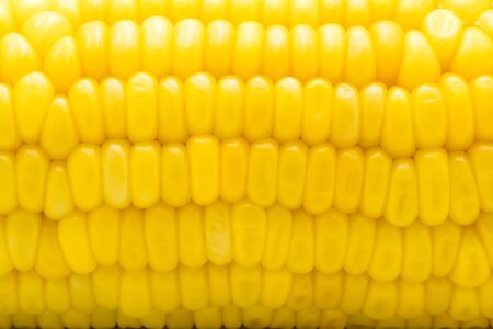 Closeup of yellow corn cob, Macro shot