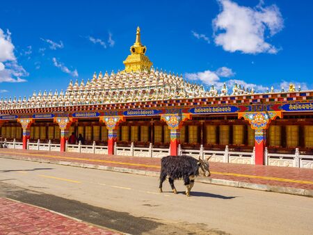 Yak walking in the street at Yarchen Gar Monastery in Sichuan, China
