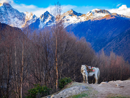 White horse standing on a hill having Mount Siguniang in the background at Siguniang National Park, Sichuan, Chinaの写真素材