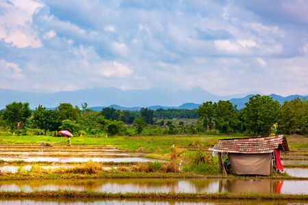 Thai farmer prepared the soil for growing riceの写真素材