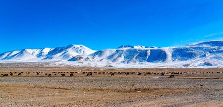 Panoramic view of the beautiful mountain with the herd of cows walking in the steppe near Ulgii in Mongoliaの写真素材