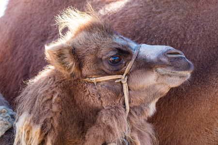 A calf of Bactrian Camel stood by its mother in the Golden Eagle Festival at Ulgii in Mongoliaの写真素材