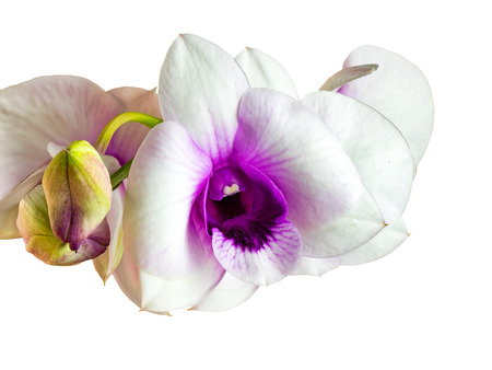 Closeup view of white orchid flowers with purple lip isolated on white backgroundの写真素材