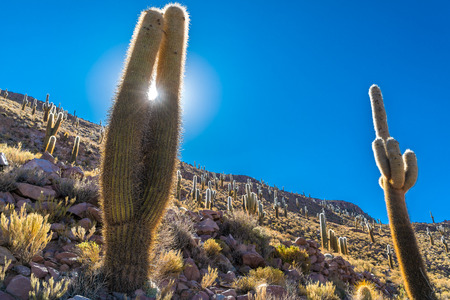 Giant cactus on the Cactus Island at the Uyuni Salt Flat in Bolivia.の写真素材