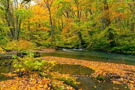 Colorful falling leaves covered the ground in the forest of autumn season that the Oirase Mountain...
