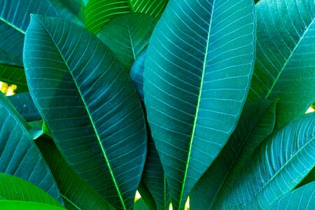Dark green frangipani or plumeria leaves on the treeの写真素材