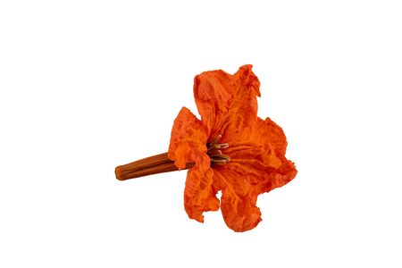 Closeup of claudia flower with stalk isolated on white backgroundの写真素材