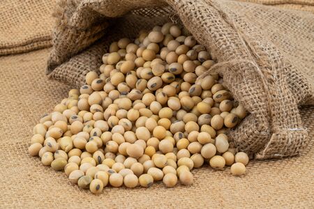 Closeup of soy beans in a sack on sackcloth. Soybeans are annual legume of the pea family.の写真素材